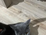 Kedimiz Cimcimeyi Sahiplendiriyorum
