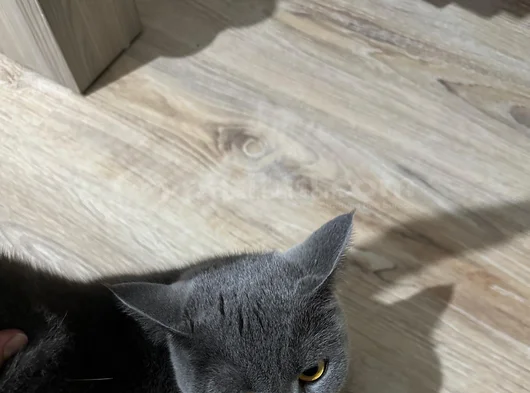 Kedimiz Cimcimeyi Sahiplendiriyorum görsel