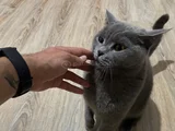 Kedimiz Cimcimeyi Sahiplendiriyorum