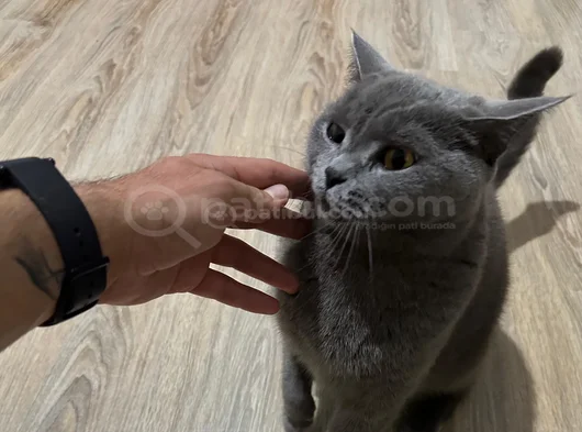 Kedimiz Cimcimeyi Sahiplendiriyorum görsel