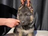 Safkan Alman Kurdu Yavrularımız