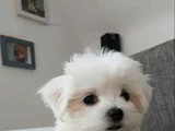 MALTESE YAVRULARIMIZ