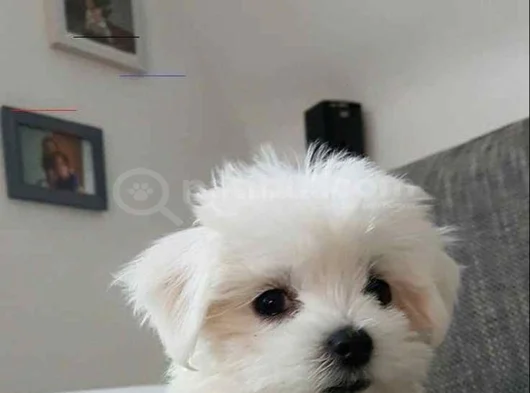 Maltese Yavrularimiz
