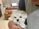 Maltese Yavrularimiz
