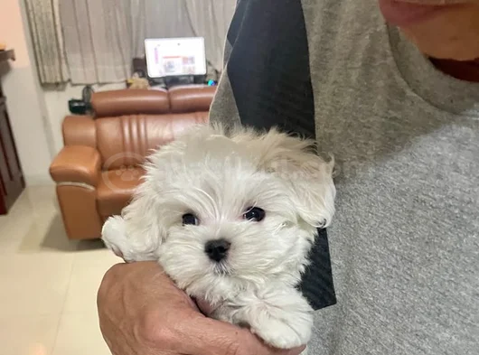 Maltese Yavrularimiz görsel