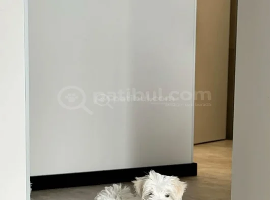 Maltese Yavrularimiz görsel