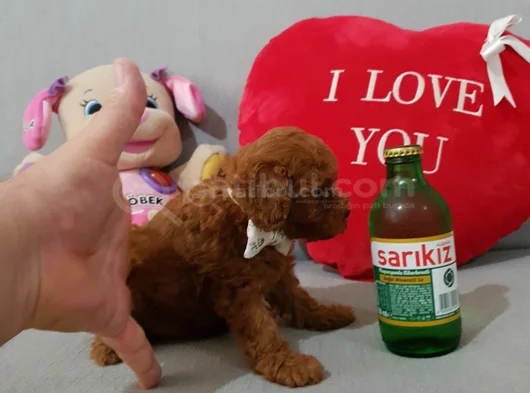 Kore Kan Yavrular görsel
