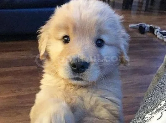 Anatomi̇ Hari̇kasi Golden Bebekler Kapida Ödeme Mevcuttur görsel