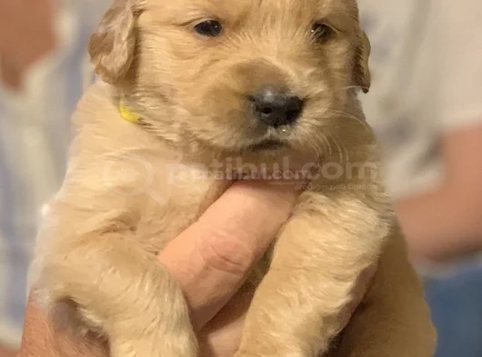ÜST KALİTE GOLDEN BEBEKLER
