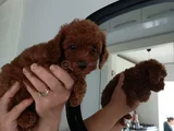 Aci̇l Toy Poodle