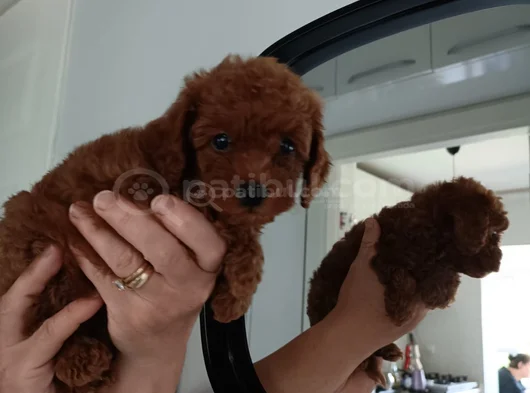 Aci̇l Toy Poodle görsel