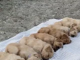 Anatomi̇ Hari̇kasi Golden Bebekler Kapida Ödeme Mevcuttur