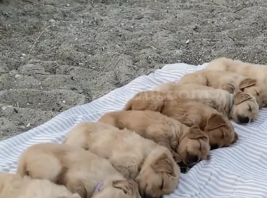 Anatomi̇ Hari̇kasi Golden Bebekler Kapida Ödeme Mevcuttur görsel