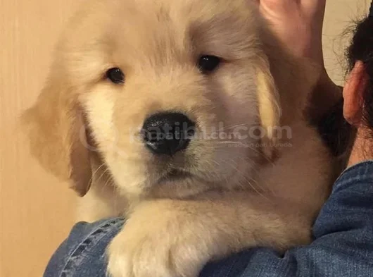 Üst Kali̇te Golden Bebekler görsel