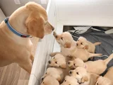 Anatomi̇ Hari̇kasi Golden Bebekler Kapida Ödeme Mevcuttur