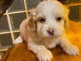 Topaç Gibi Maltipoo Bebeğimiz