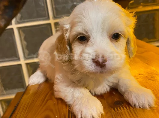 Topaç Gibi Maltipoo Bebeğimiz görsel