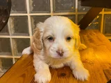 Topaç Gibi Maltipoo Bebeğimiz