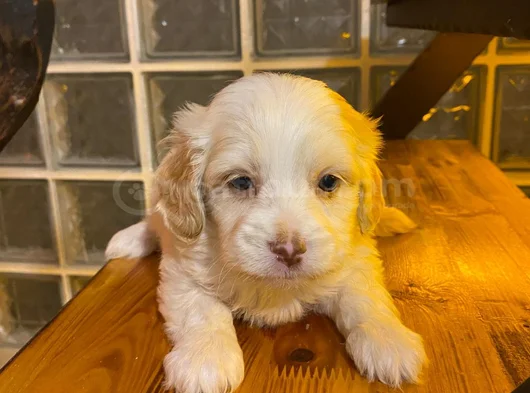 Topaç Gibi Maltipoo Bebeğimiz görsel