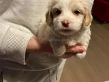 Topaç Gibi Maltipoo Bebeğimiz