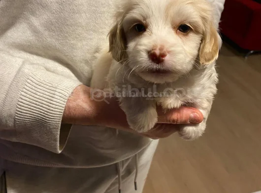 Topaç Gibi Maltipoo Bebeğimiz görsel