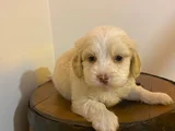 Topaç Gibi Maltipoo Bebeğimiz