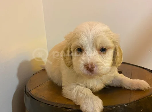 Topaç Gibi Maltipoo Bebeğimiz