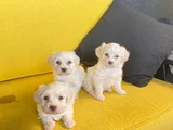 A kalite Maltese terrier yavrularımız