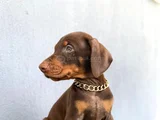 Muhteşem A Kalite Doberman Yavrularımız