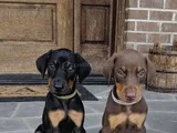 Muhteşem a kalite Doberman yavrularımız
