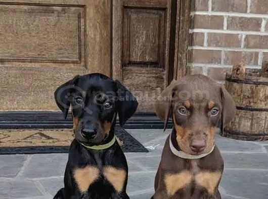 Muhteşem A Kalite Doberman Yavrularımız