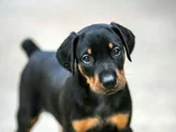 Muhteşem A Kalite Doberman Yavrularımız