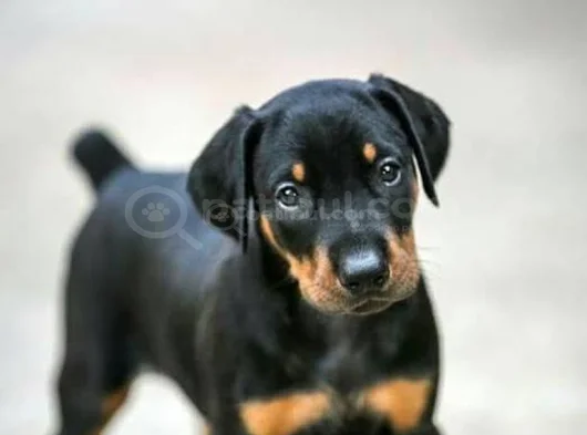 Muhteşem A Kalite Doberman Yavrularımız görsel