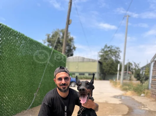 Muhteşem A Kalite Doberman Yavrularımız görsel