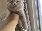 Ayi Surat Özel Renk Li̇lac Bri̇ti̇sh Yavrum