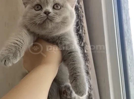 Ayi Surat Özel Renk Li̇lac Bri̇ti̇sh Yavrum görsel