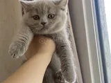Ayi Surat Özel Renk Li̇lac Bri̇ti̇sh Yavrum