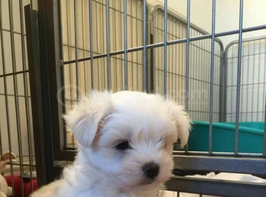 Maltese Dişi Erkek Yavrularımız A Kalite görsel