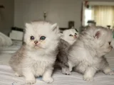 Safkan Bebeklerr