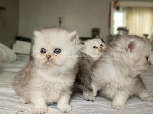 Safkan Bebeklerr