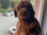 Aci̇l Toy Poodle