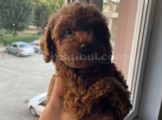 Aci̇l Toy Poodle görsel