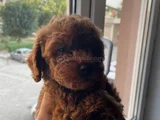 ACİL TOY POODLE