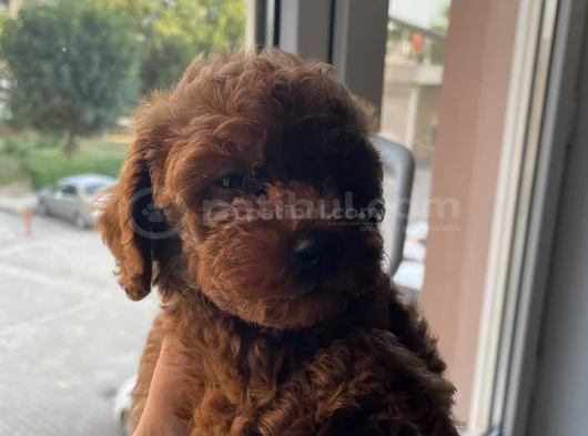 Aci̇l Toy Poodle