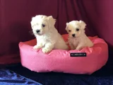 Irk Ve Sağlık Garantili Maltese Terrier Yavrularımız