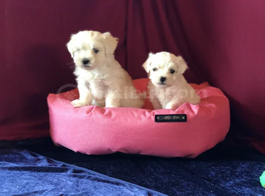 Irk Ve Sağlık Garantili Maltese Terrier Yavrularımız görsel