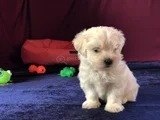 Irk Ve Sağlık Garantili Maltese Terrier Yavrularımız