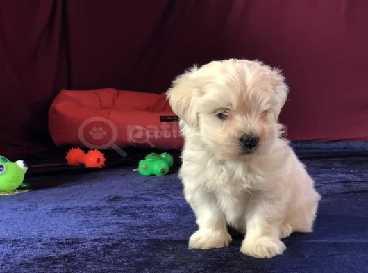 Irk Ve Sağlık Garantili Maltese Terrier Yavrularımız görsel