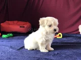 Irk Ve Sağlık Garantili Maltese Terrier Yavrularımız