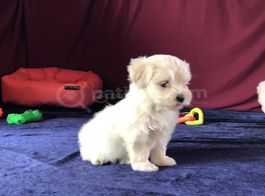 Irk Ve Sağlık Garantili Maltese Terrier Yavrularımız görsel